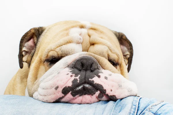 Bulldog head on jeans — Stock Photo, Image