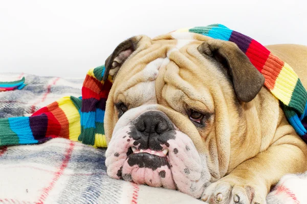 Bulldogge im Schal auf dem Bett — Stockfoto
