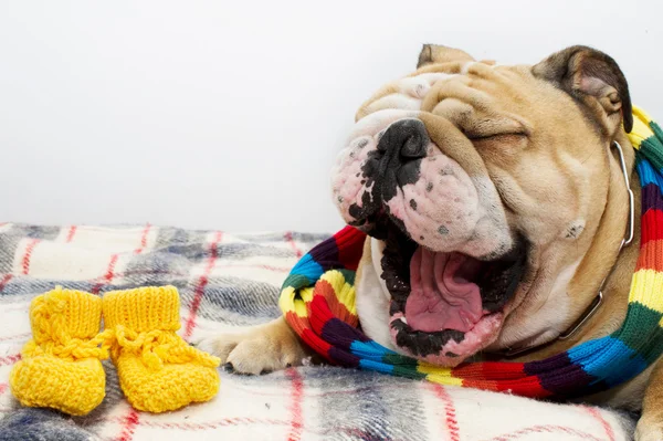 Bulldog in a scarf on bed — Stock Photo, Image