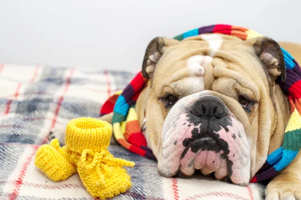 Bulldog in a scarf on bed — Stock Photo, Image