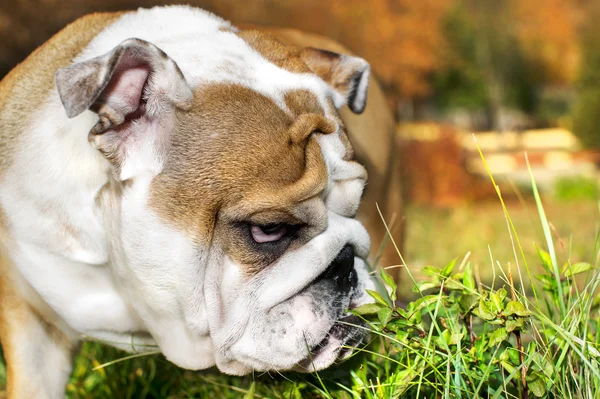 Schattig bulldog pup portret — Stockfoto