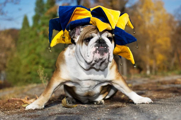 Söt bulldog valp i en hatt — Stockfoto