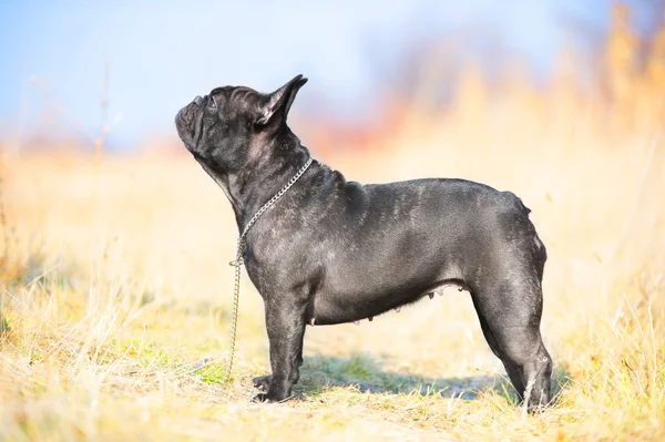 Fransk bulldog — Stockfoto