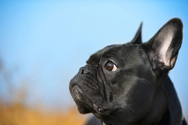 Bulldog francese — Foto Stock
