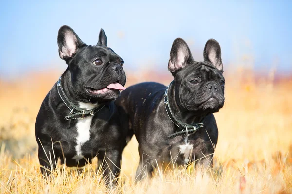Due bulldog francesi — Foto Stock