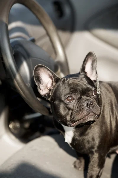 Bulldog francês em um carro — Fotografia de Stock