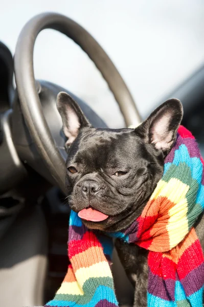 Bulldog francês em um carro — Fotografia de Stock