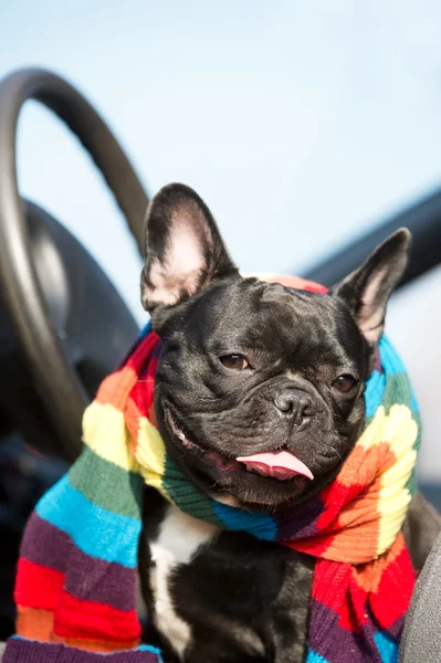 Franse bulldog in een auto — Stockfoto