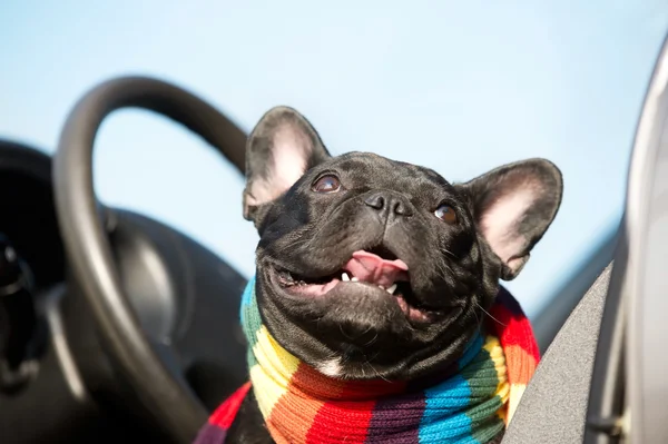 法国斗牛犬在一辆车 — 图库照片