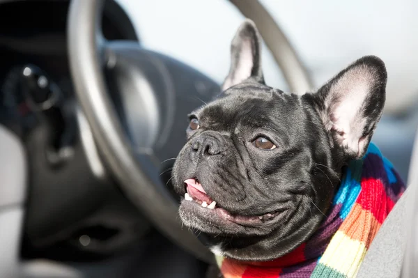 Franse bulldog in een auto — Stockfoto