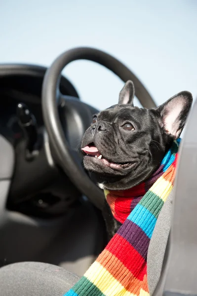 Bulldog francés en un coche — Foto de Stock