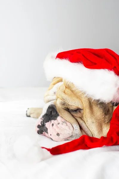 Bulldog de Navidad en un sombrero —  Fotos de Stock