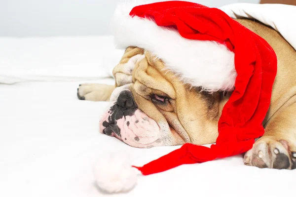 Bulldog de Natal em um chapéu — Fotografia de Stock