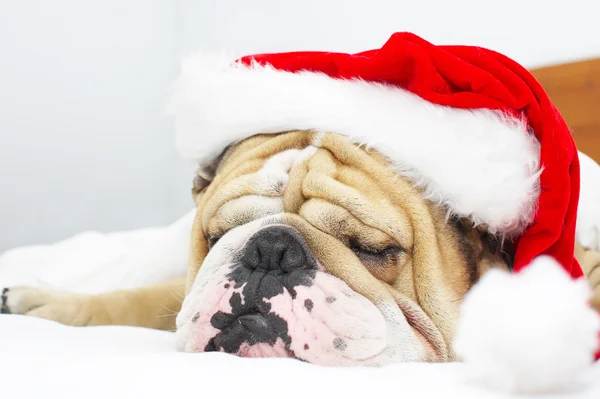 Christmas Bulldog in a hat — Stock Photo, Image