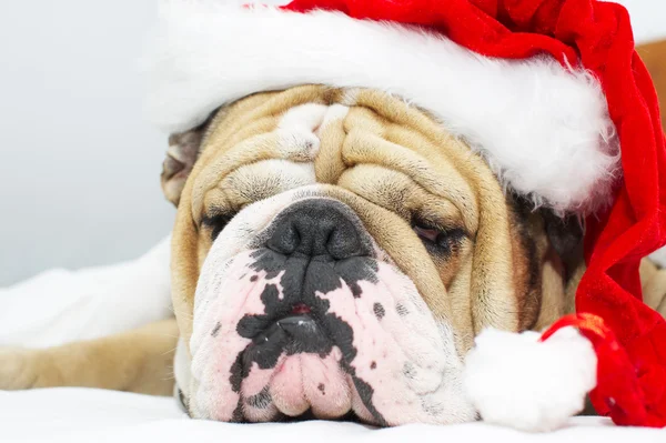 Bulldog de Navidad en un sombrero —  Fotos de Stock