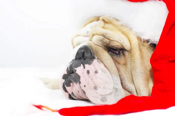 Bulldog de Natal em um chapéu — Fotografia de Stock
