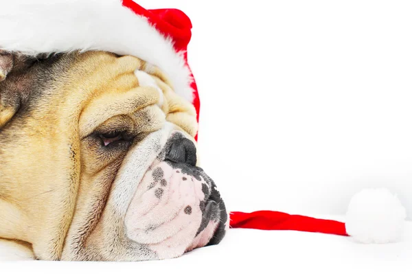 Bulldog de Navidad en un sombrero — Foto de Stock
