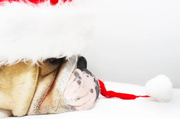 圣诞牛头犬在一顶帽子 — 图库照片