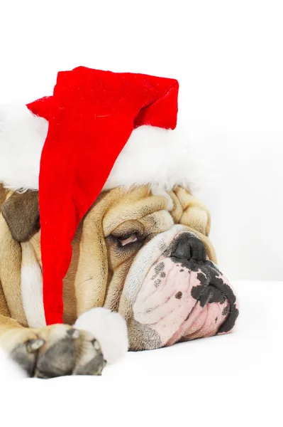 Weihnachts-Bulldogge mit Hut — Stockfoto