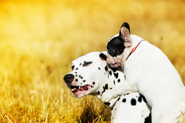 Best dog friends playing — Stock Photo, Image