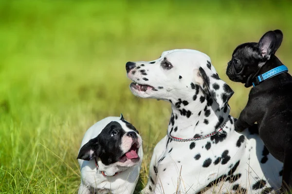 Migliori amici cani che giocano — Foto Stock