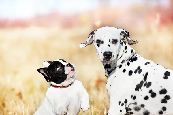 Migliori amici cani che giocano — Foto Stock