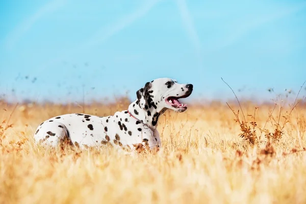Beautiful Dalmatian dog — Stock Photo, Image