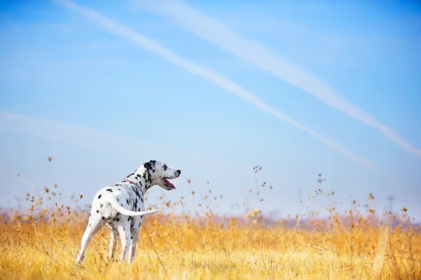 สุนัข Dalmatian สวยงาม — ภาพถ่ายสต็อก