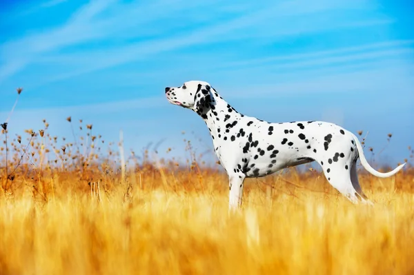 Beautiful Dalmatian dog — Stock Photo, Image