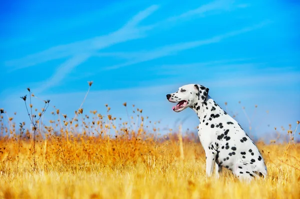 Vacker dalmatiner hund — Stockfoto
