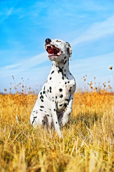 Σκυλί Δαλματίας όμορφη — Φωτογραφία Αρχείου