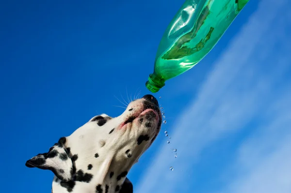 狗饮水 — 图库照片