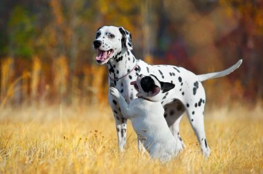 Dogs playing in a field clipart