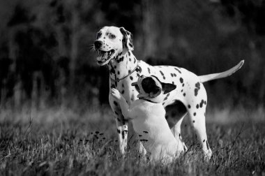 bir alanda oynayan köpekler