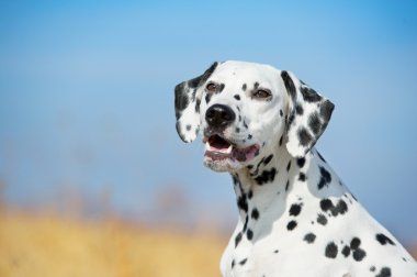 güzel Dalmaçyalı köpeğin portresi