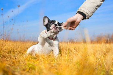 Tatlı Fransız bulldog köpeği.