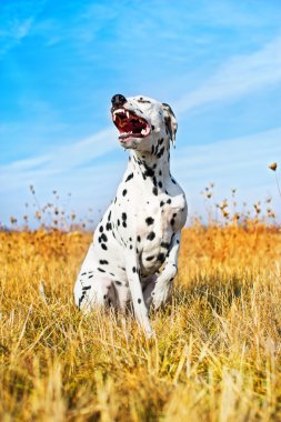 Beautiful Dalmatian dog