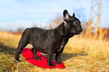 Tatlı Fransız bulldog köpeği.