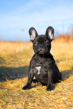 Tatlı Fransız bulldog köpeği.