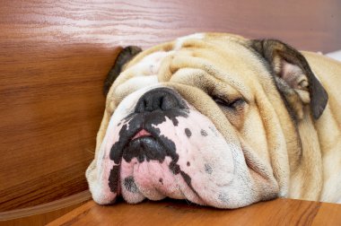 Bulldog sleeping portrait clipart