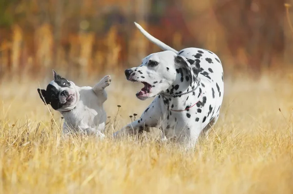 Franse bulldog en Dalmatische honden spelen — Stockfoto