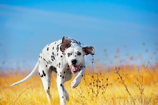 Hermoso perro dálmata —  Fotos de Stock
