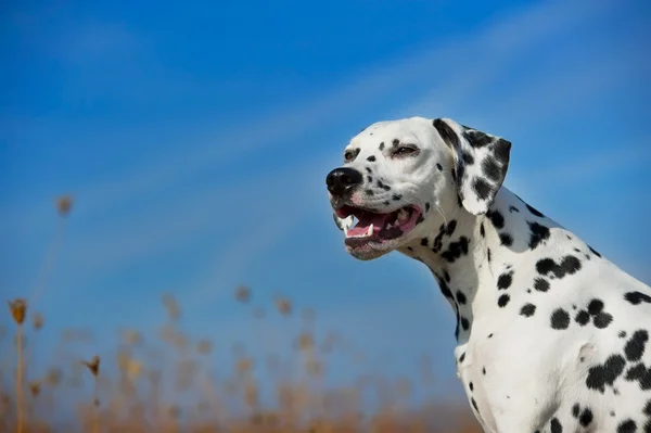 Πορτραίτο σκύλου όμορφη Δαλματίας — Φωτογραφία Αρχείου