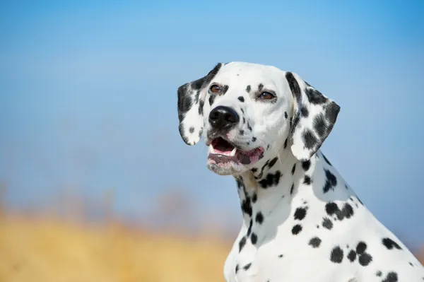 Piękny dalmatyńczyk pies portret — Zdjęcie stockowe
