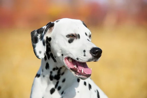 Vacker dalmatiner hund — Stockfoto