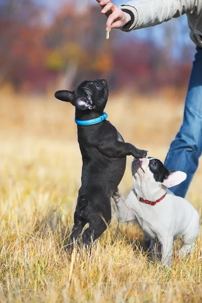 Lindo bulldog francés cachorros — Foto de Stock