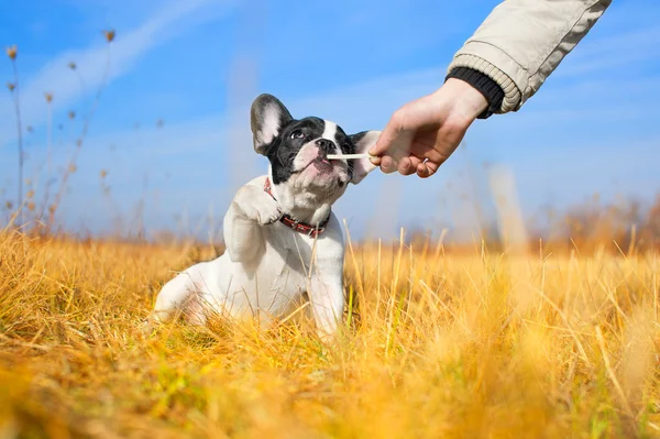 Lindo bulldog francés cachorro — Foto de Stock