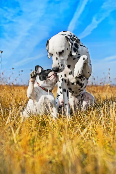 Best dog friends playing — Stock Photo, Image