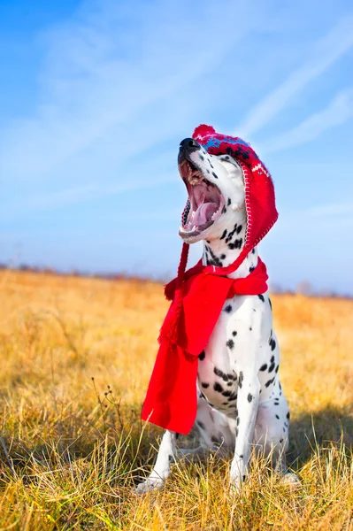 Bellissimo cane dalmata — Foto Stock