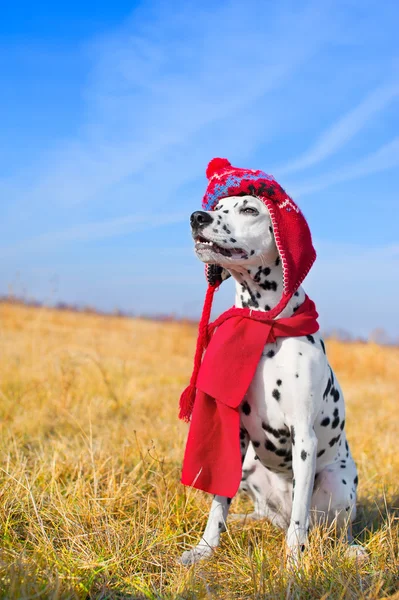 Beautiful Dalmatian dog — Stockfoto